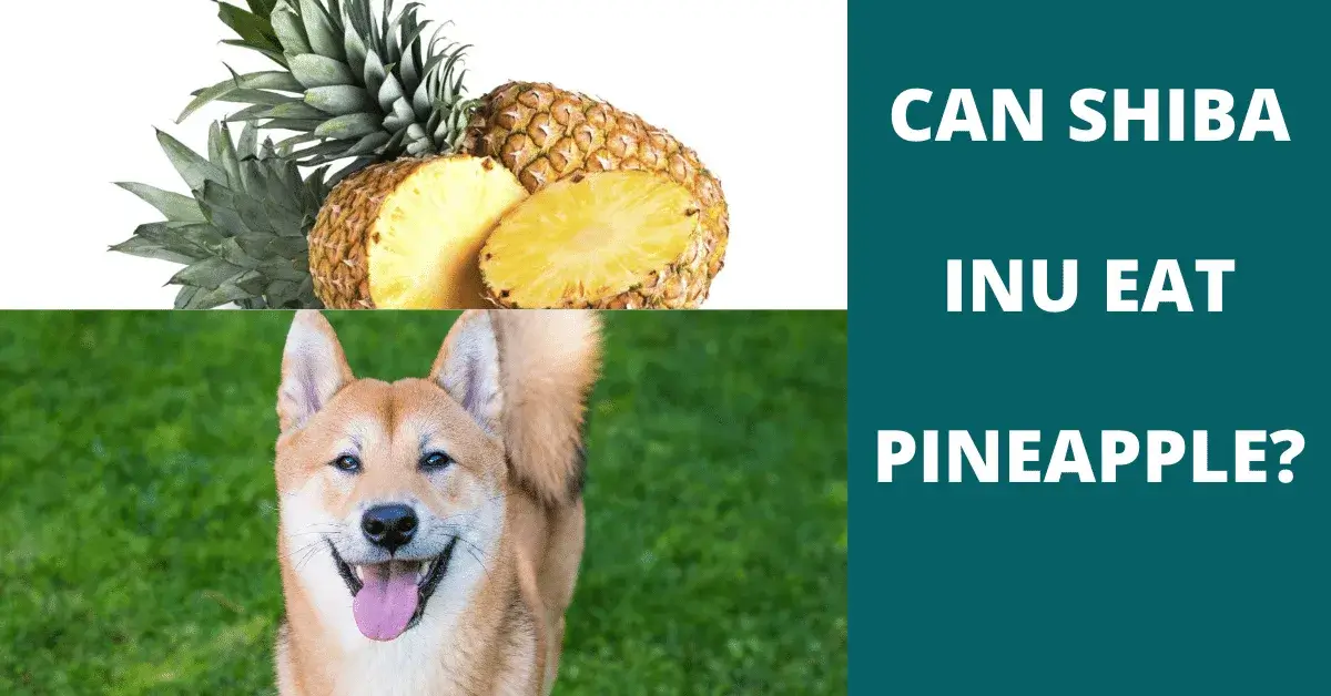 can shiba inu eat pineapple