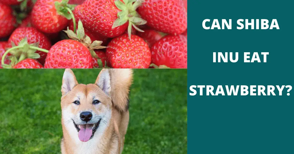 can shiba inu eat strawberry