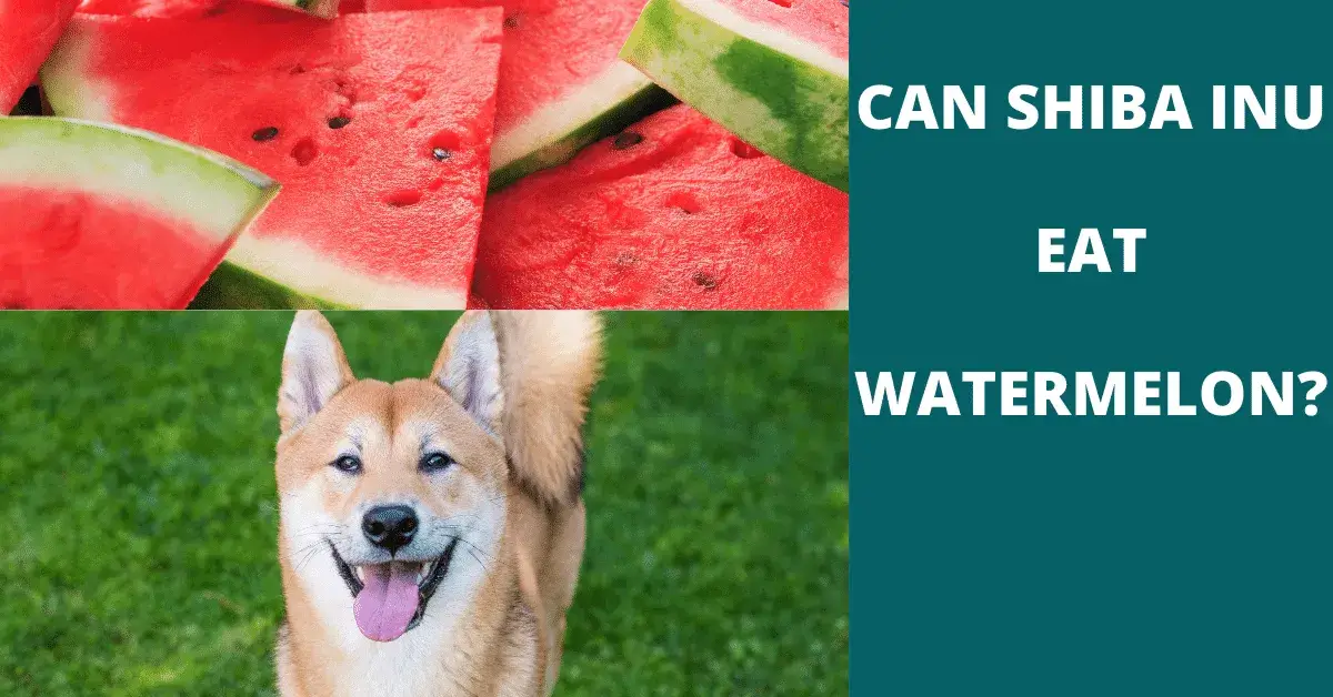 can shiba inu eat watermelon