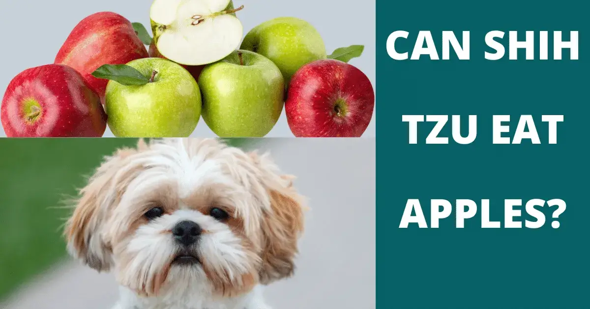 can shih tzu eat apples