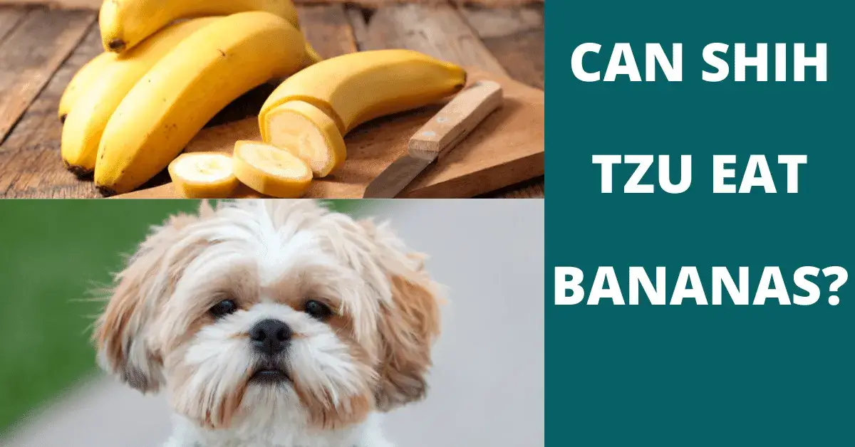 can shih tzu eat bananas