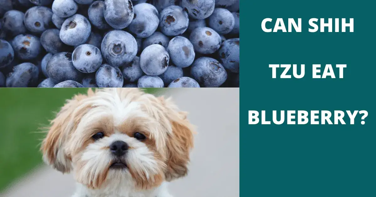 can shih tzu eat blueberry