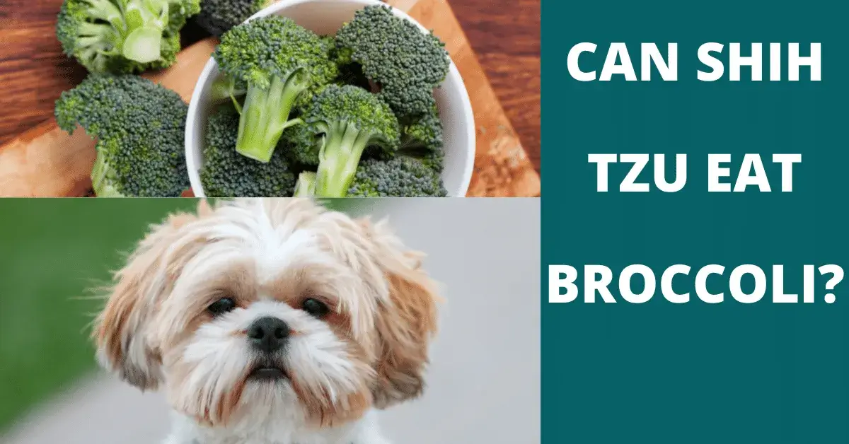 can shih tzu eat broccoli