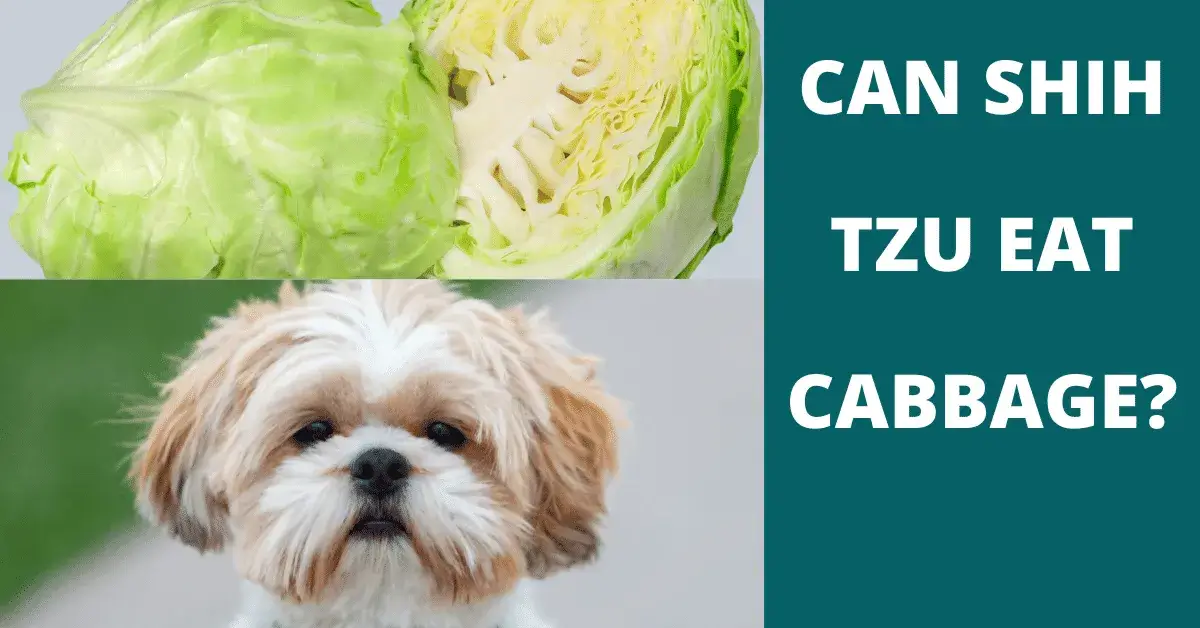 can shih tzu eat cabbage