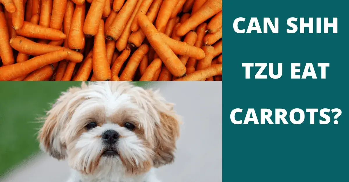 can shih tzu eat carrots