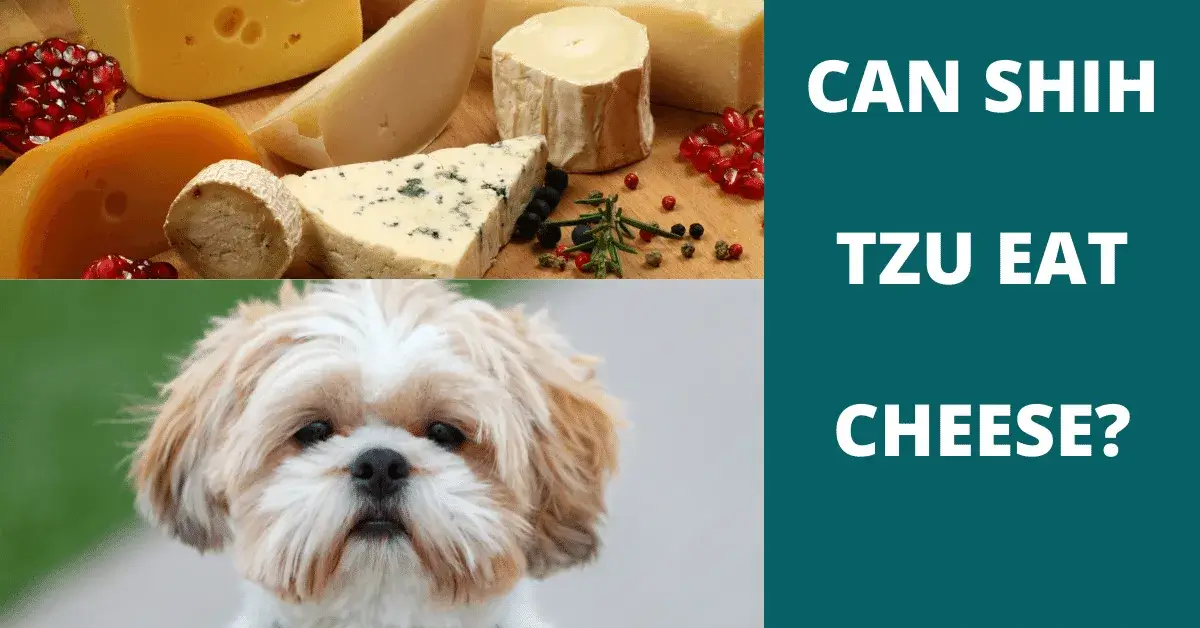 can shih tzu eat cheese