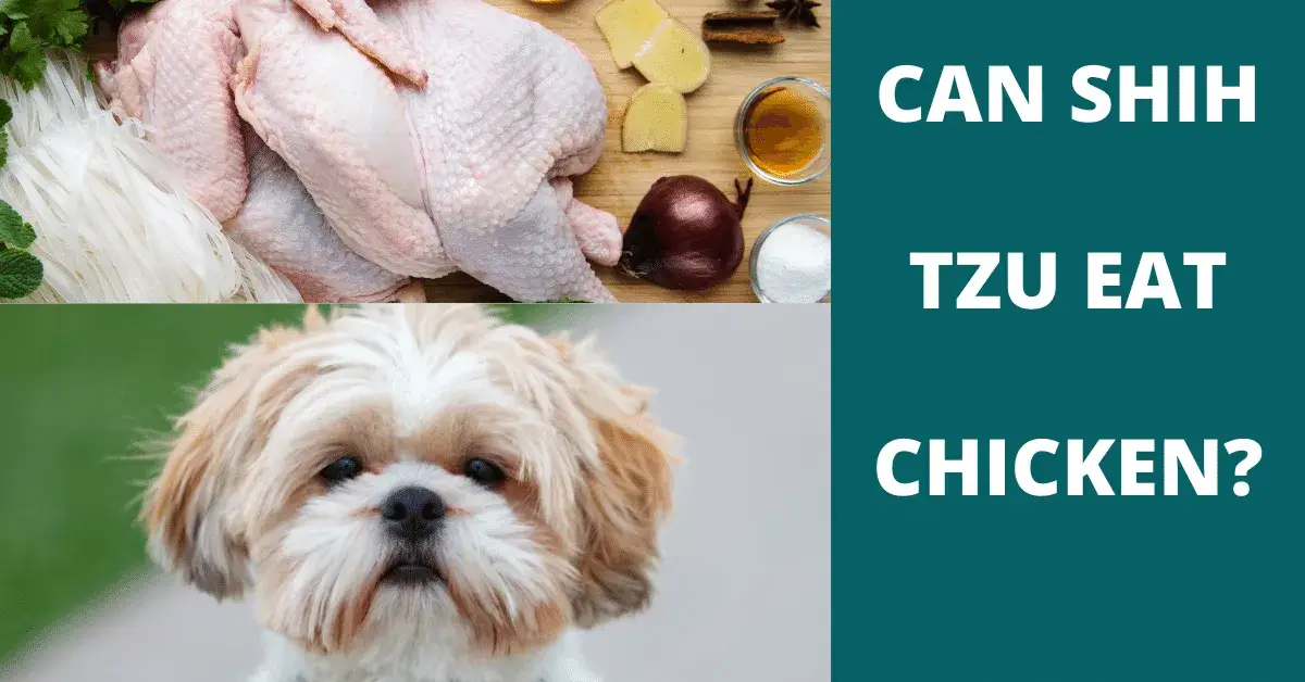 can shih tzu eat chicken