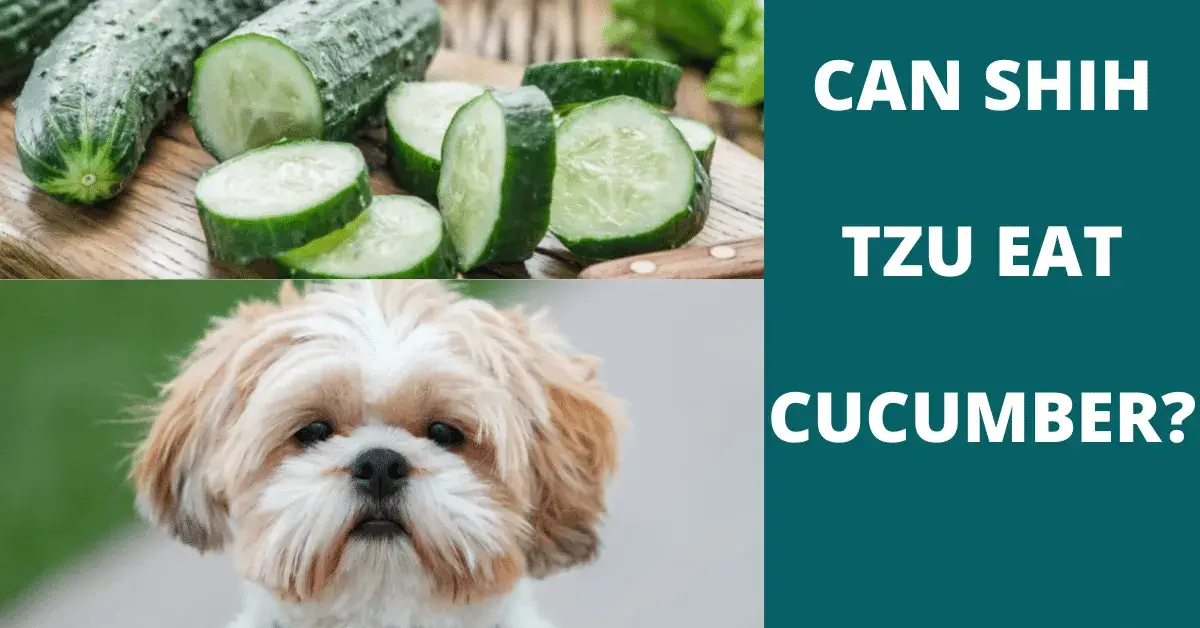 can shih tzu eat cucumber