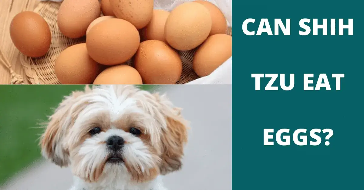 can shih tzu eat eggs