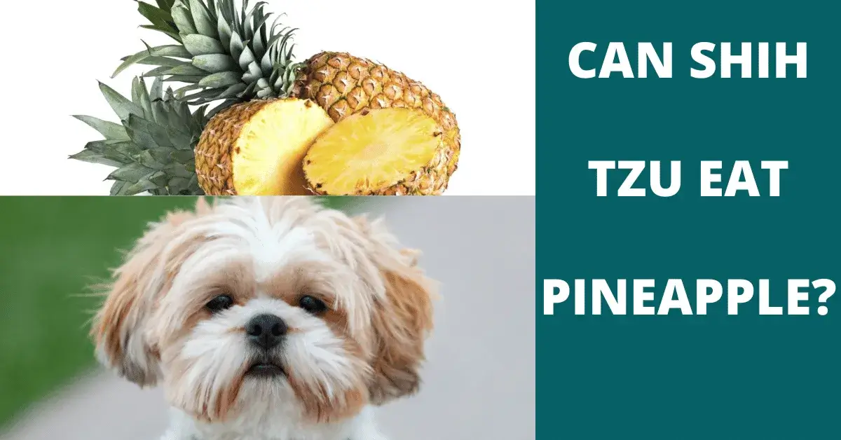 can shih tzu eat pineapple