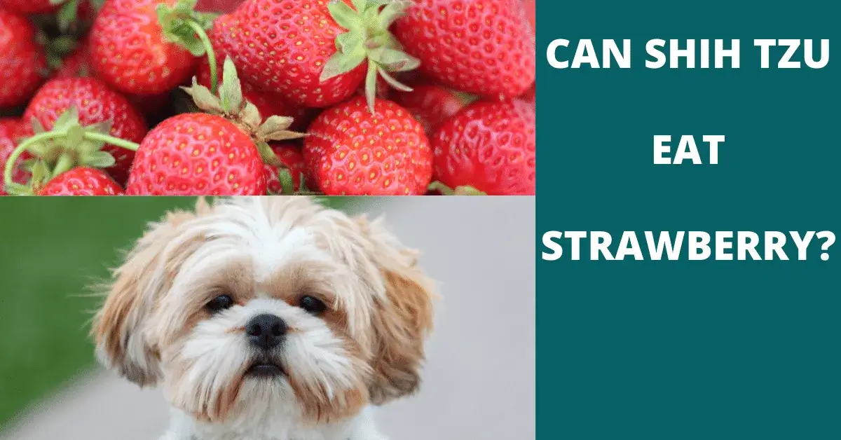 can shih tzu eat strawberry