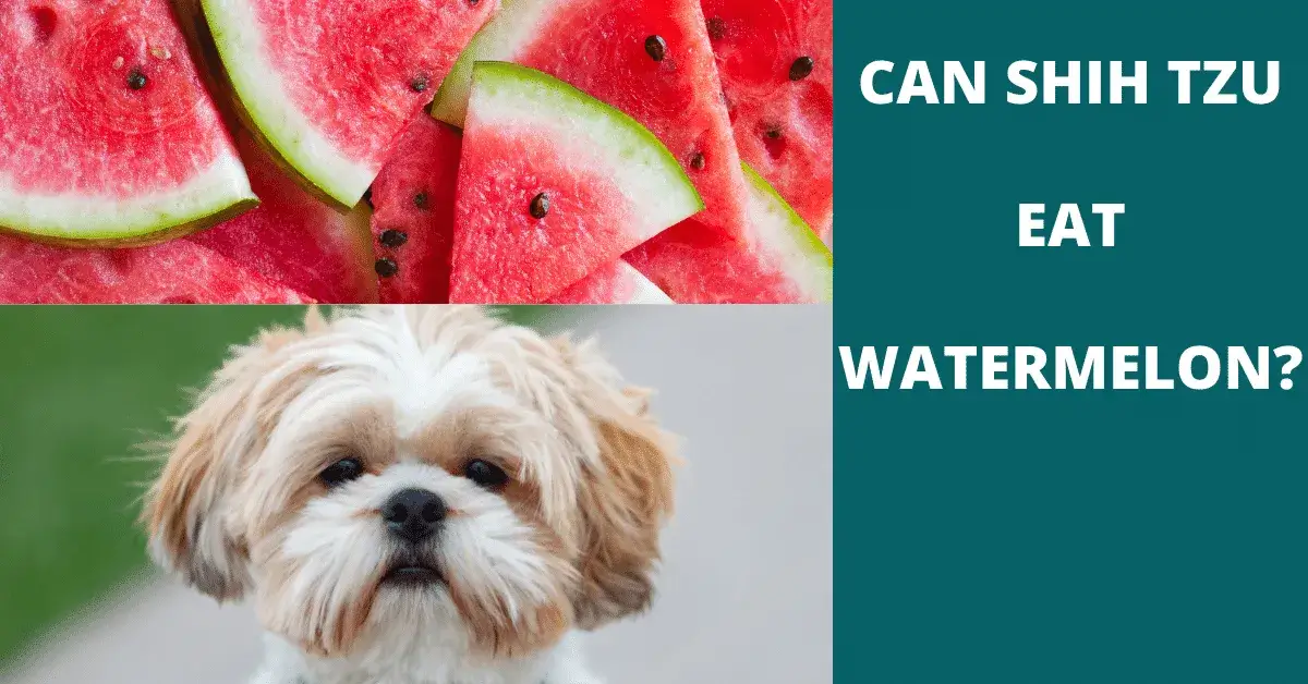 can shih tzu eat watermelon