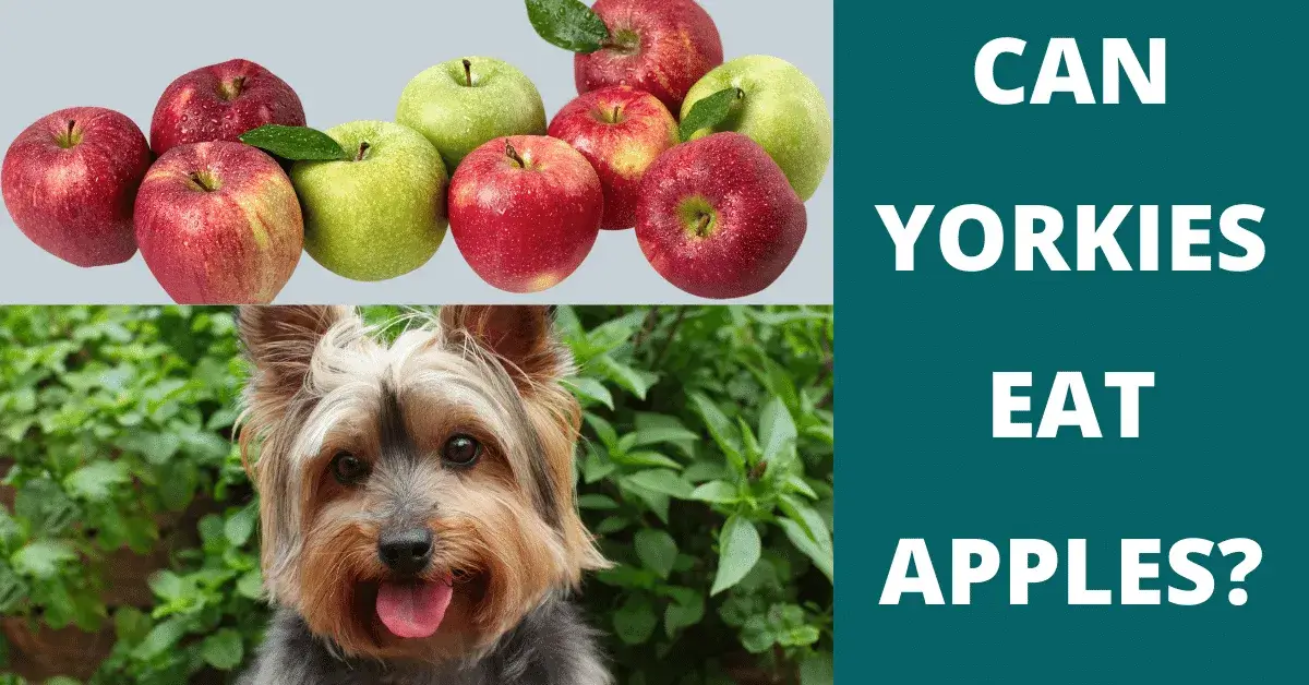 can yorkies eat apples