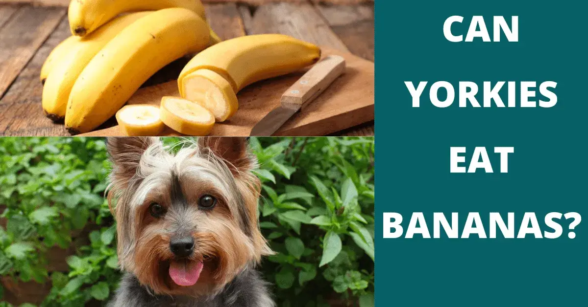 can yorkies eat bananas