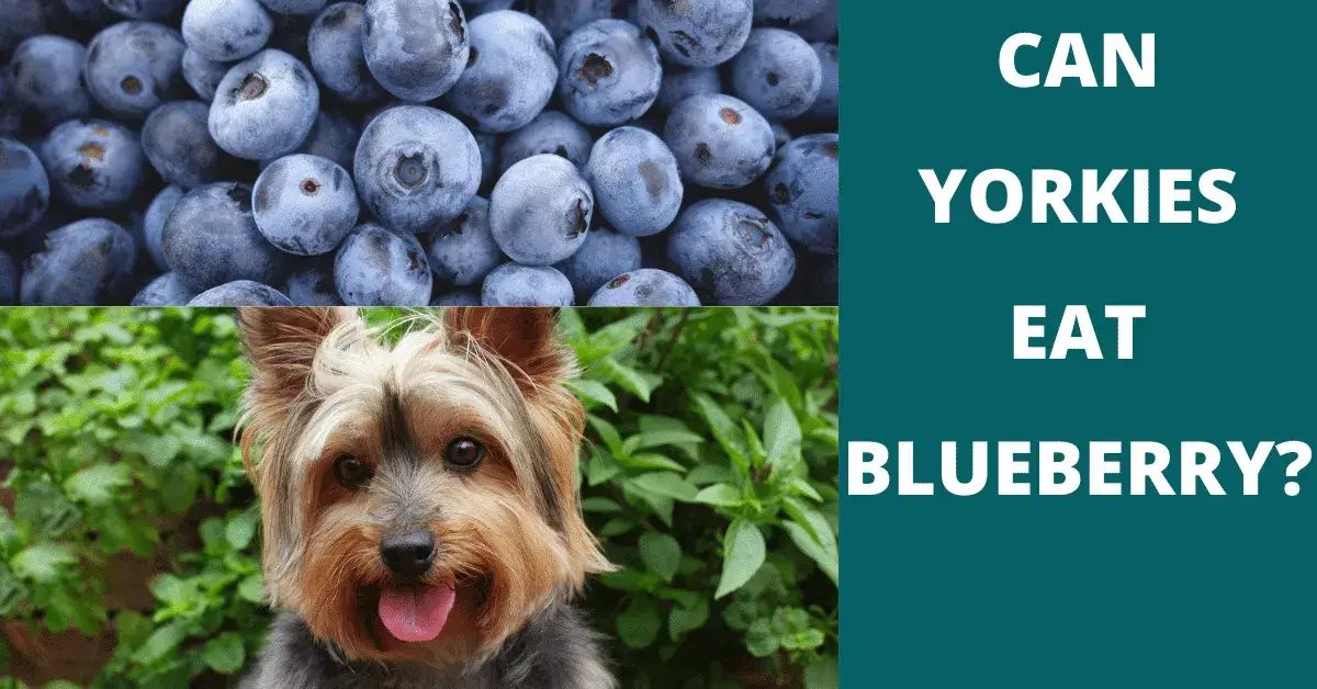 can yorkies eat blueberry