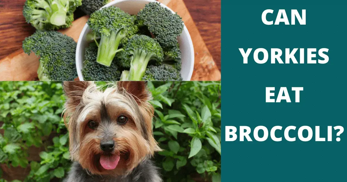 can yorkies eat broccoli