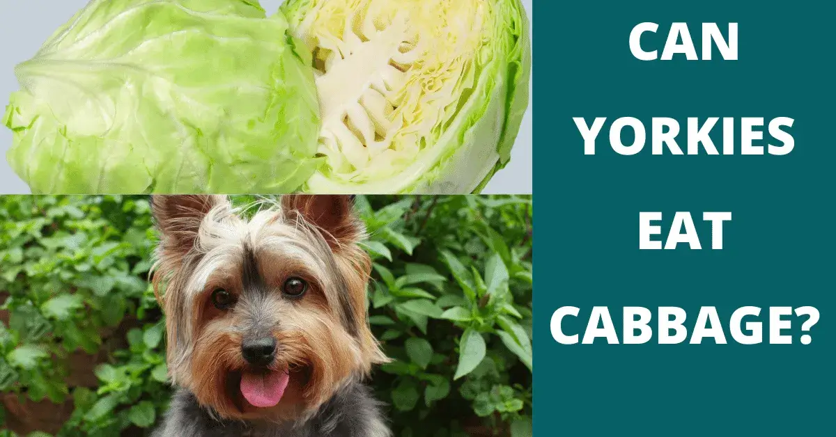 can yorkies eat cabbage