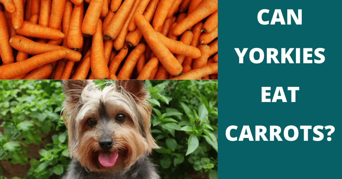 can yorkies eat carrots