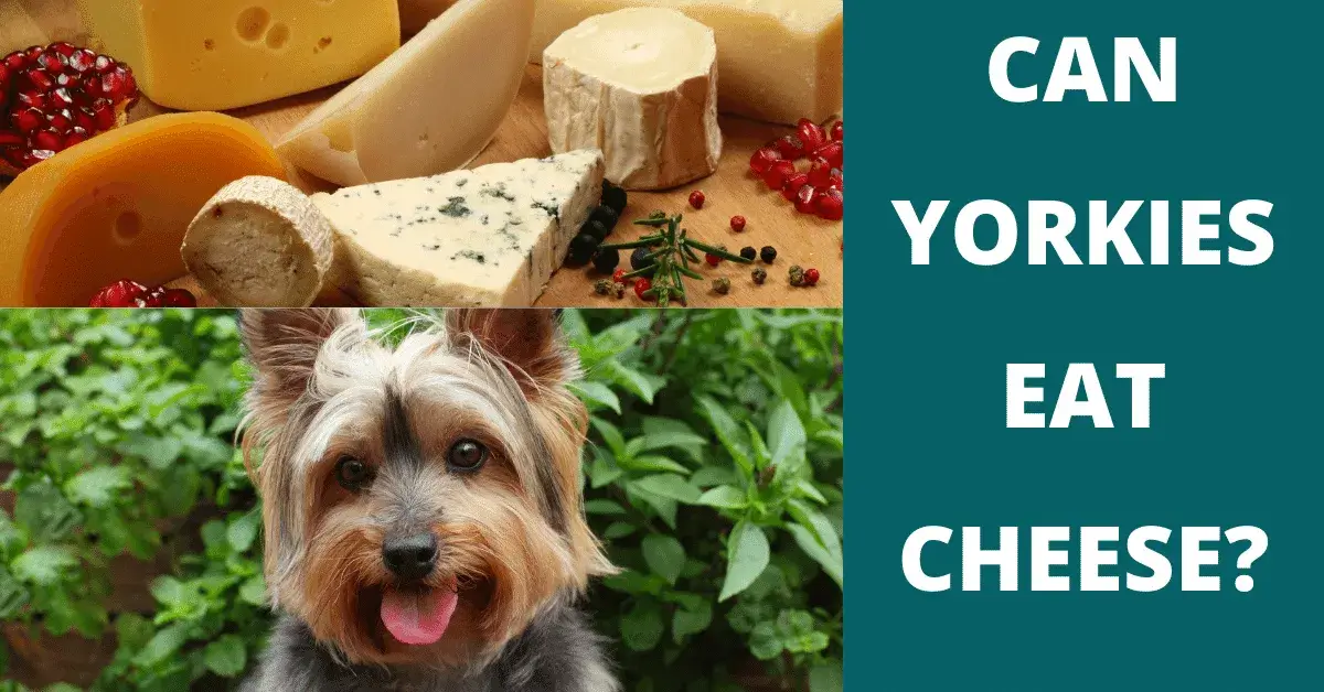 can yorkies eat cheese