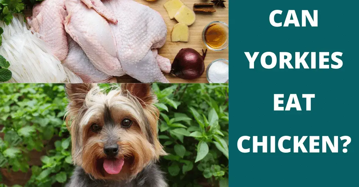 can yorkies eat chicken