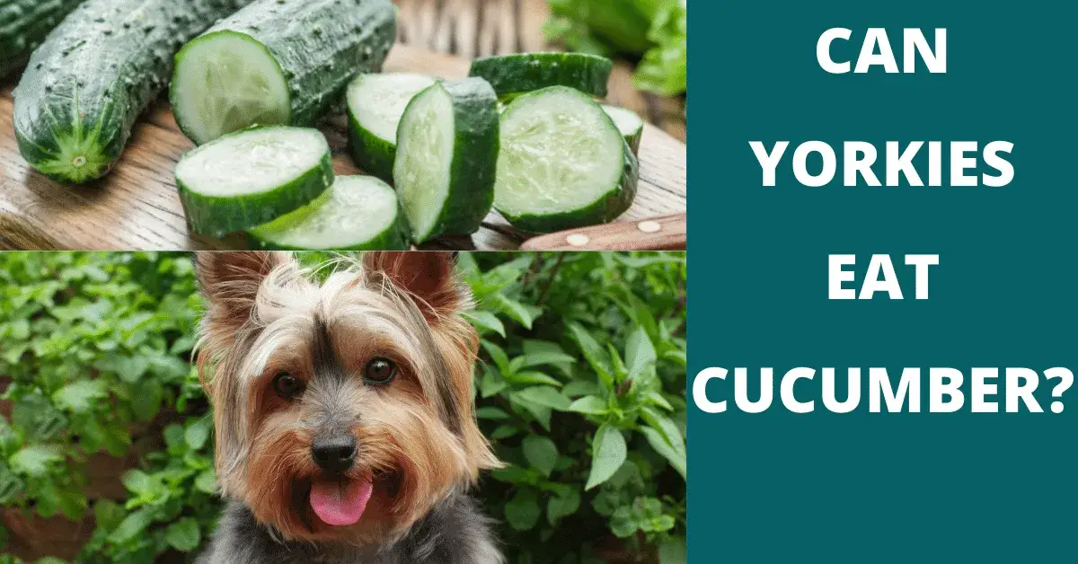 can yorkies eat cucumber