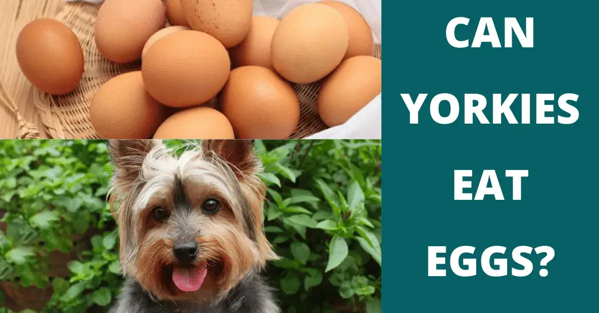 can yorkies eat eggs