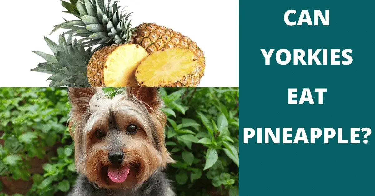 can yorkies eat pineapple