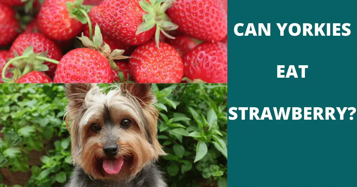 can yorkies eat strawberry