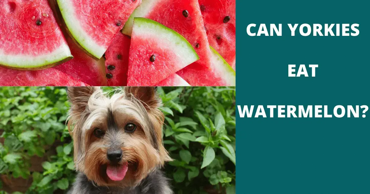 can yorkies eat watermelon