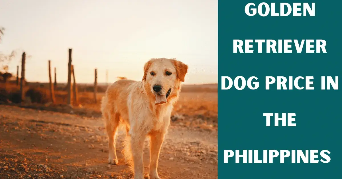 golden retriever price philippines