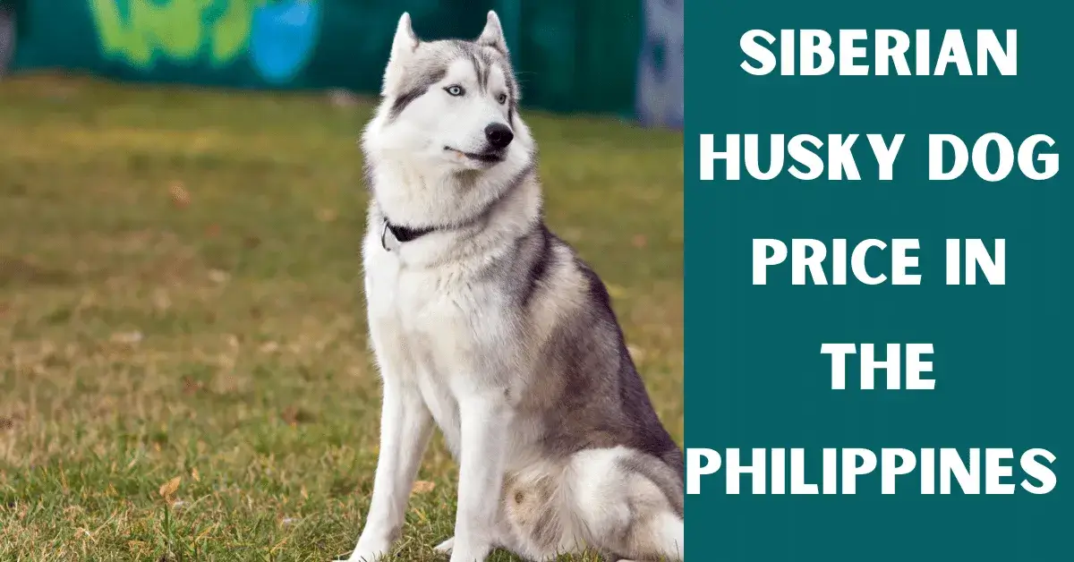 siberian husky price philippines