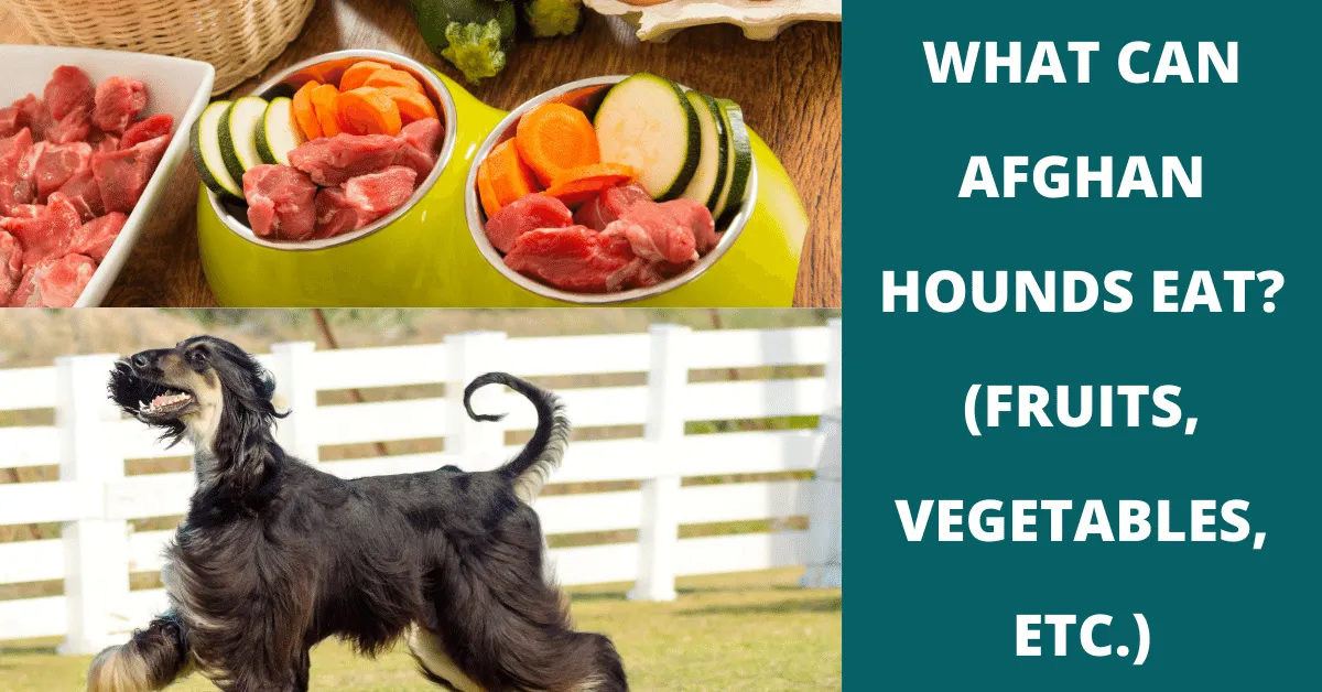 what can afghan hounds eat