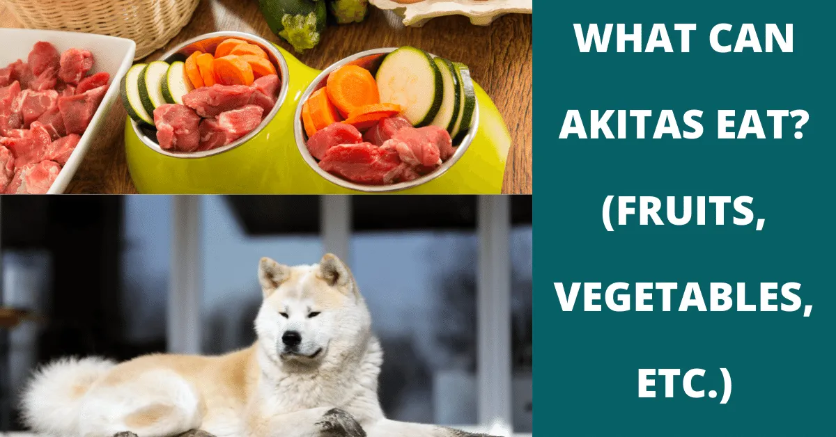 what can akitas eat