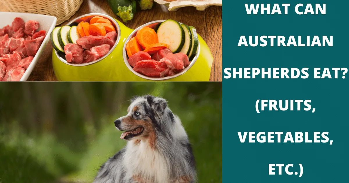 what can australian shepherds eat