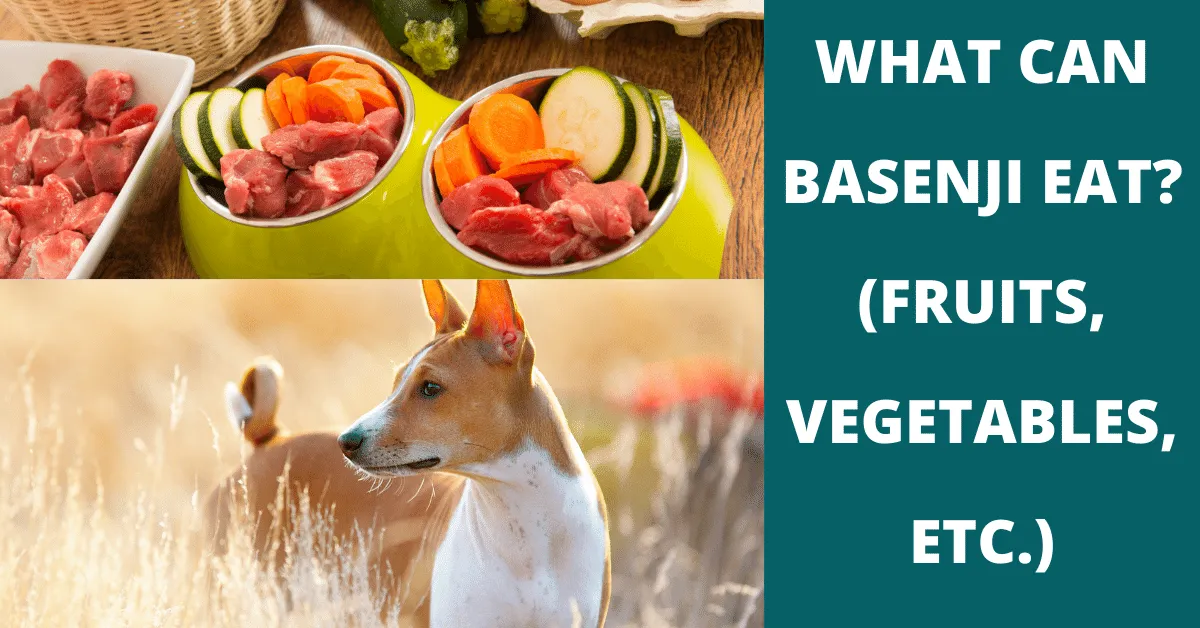 what can basenji eat