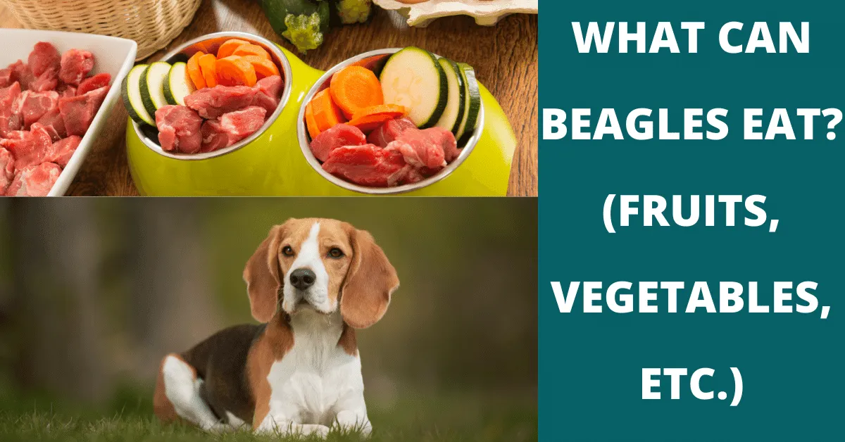 what can beagles eat