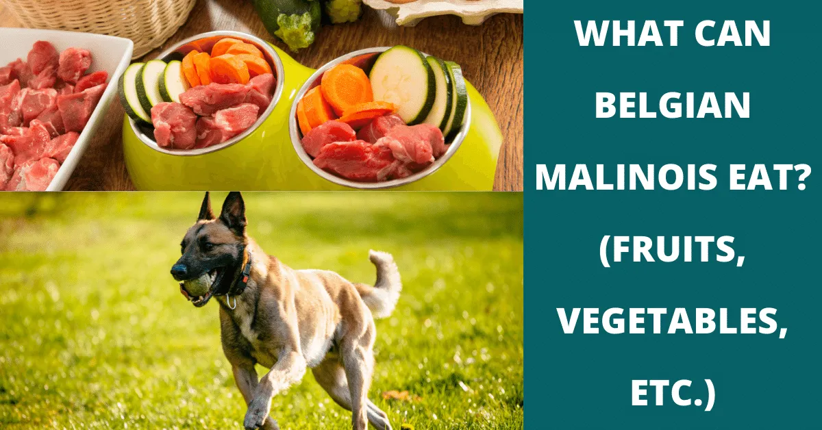 what can belgian malinois eat