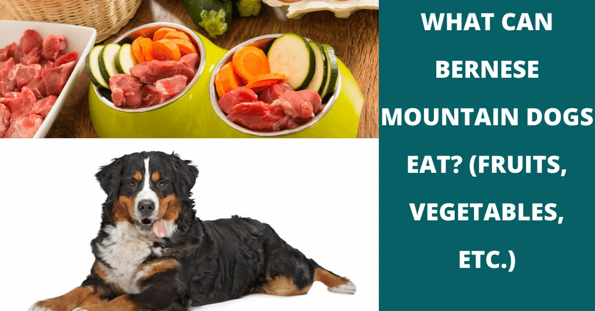 what can bernese mountain dogs eat