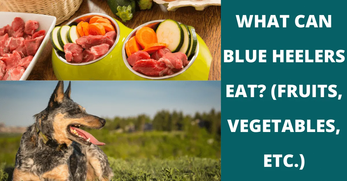 what can blue heelers eat