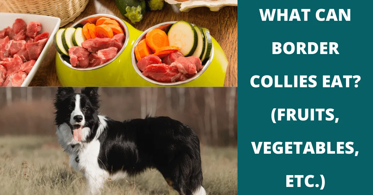 what can border collies eat