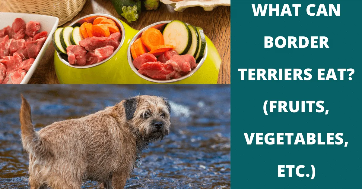 what can border terriers eat