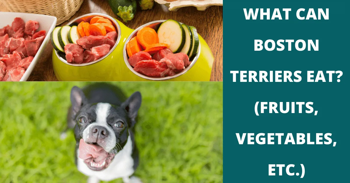 what can boston terriers eat