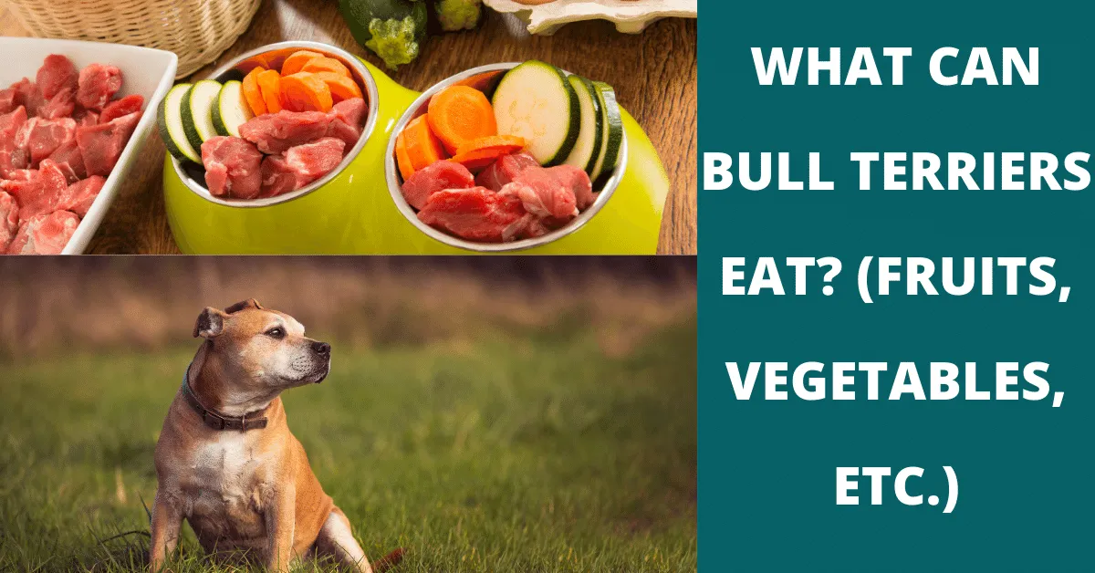 what can bull terriers eat