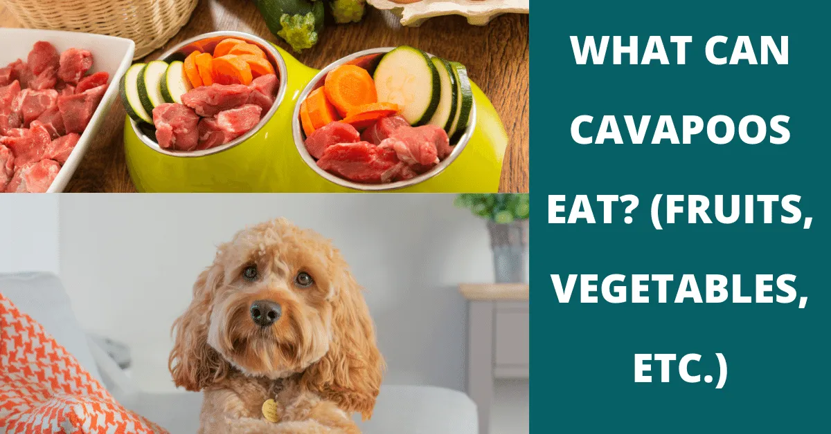 what can cavapoos eat