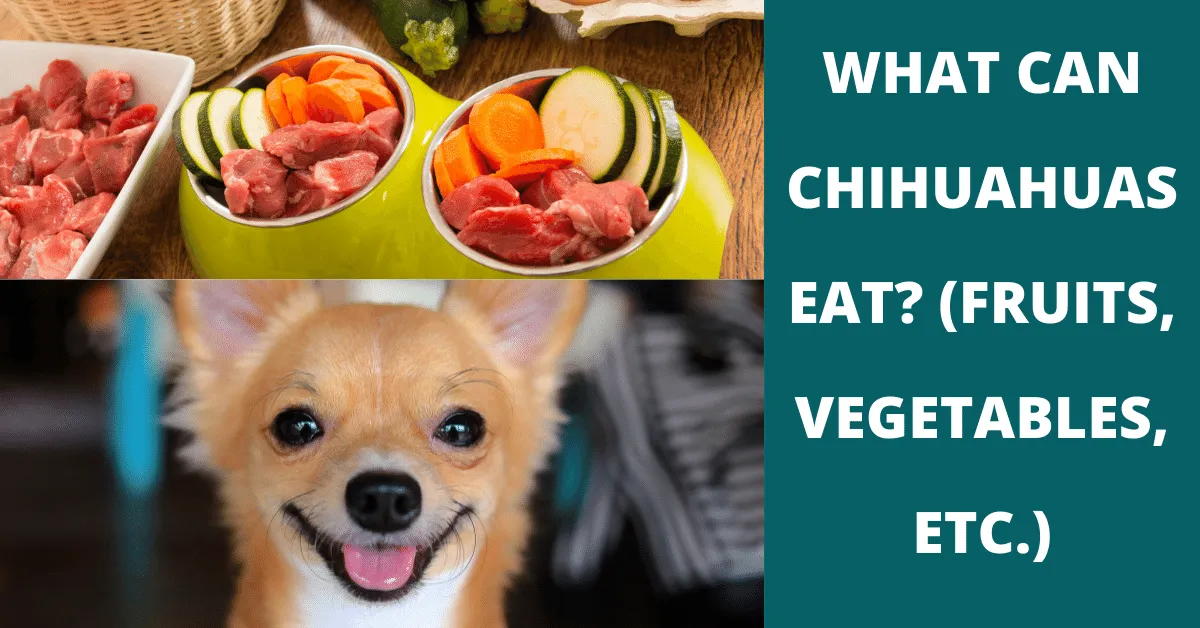 what can chihuahuas eat