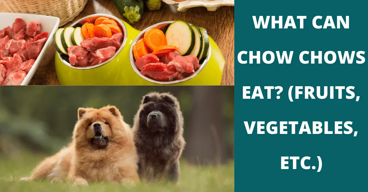 what can chow chows eat