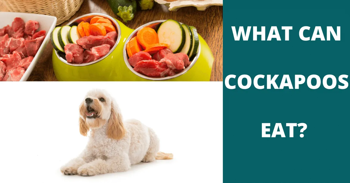 what can cockapoos eat. List of common vegetables, Fruits and snacks your cockapoo can and can't eats.