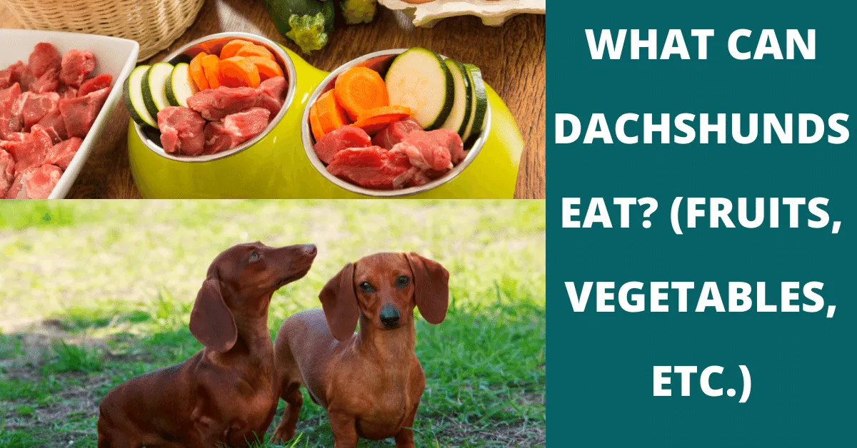 what can dachshunds eat