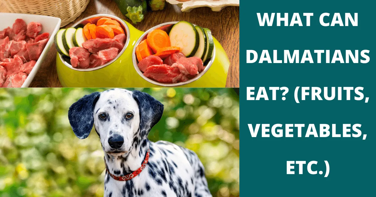 what can dalmatians eat