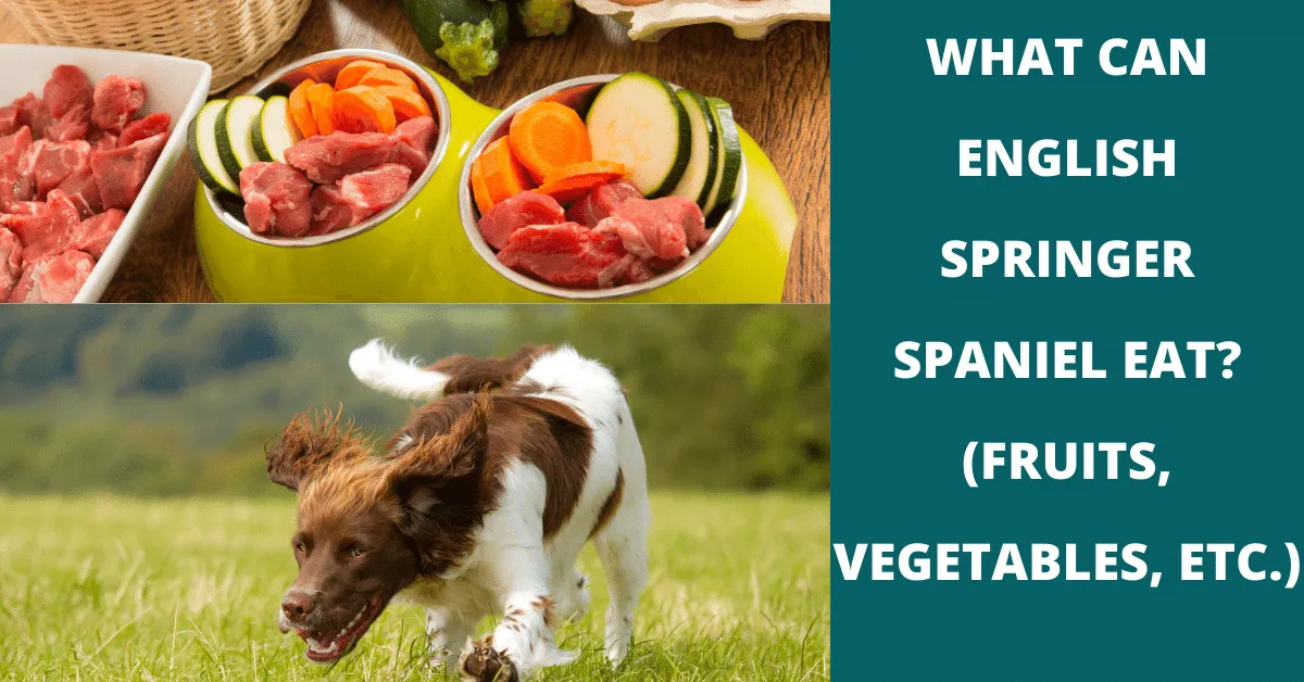 what can english springer spaniel eat